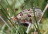 Kleine apollovlinder 2 (Parnassius phoebius)